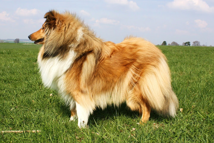 Natürlich kann man ohne Hund leben…. Neue Bilder von Ivy